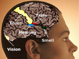 causes of synesthesia